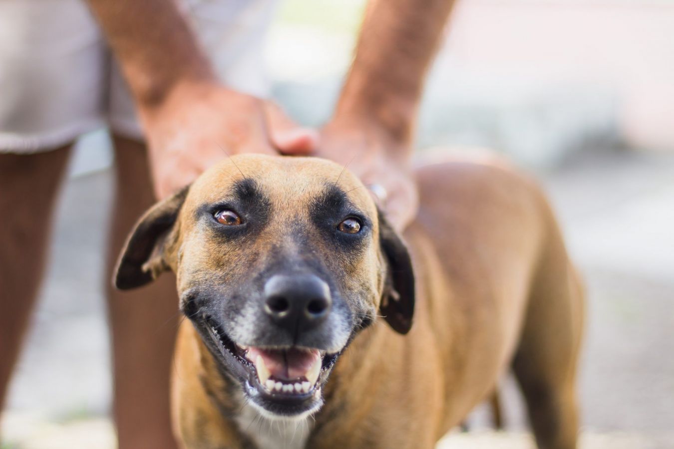 Estancias con perros Ànima Glamping